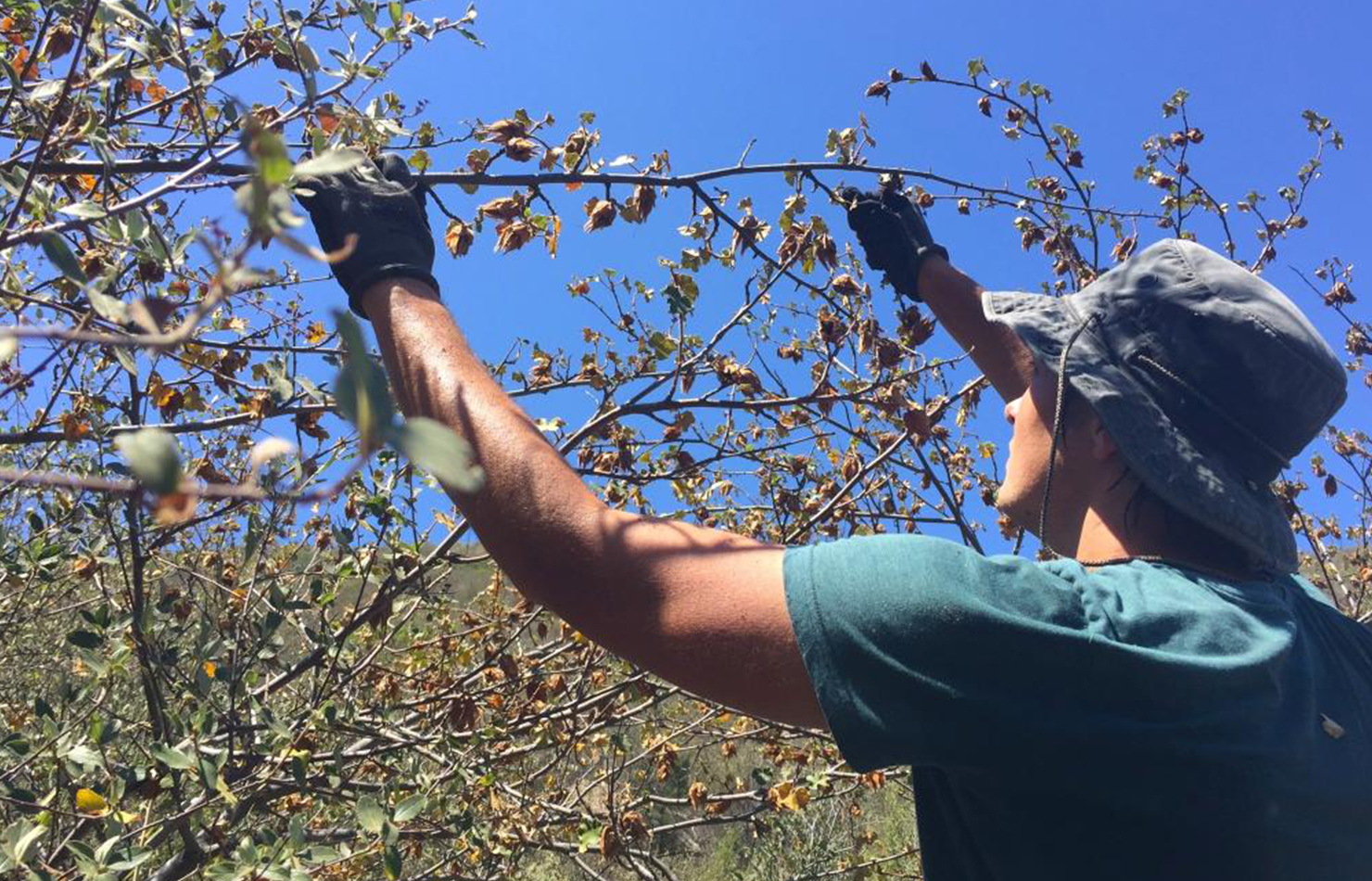 San Diego Zoo Global Field Researcher collecting flannelbush samples.