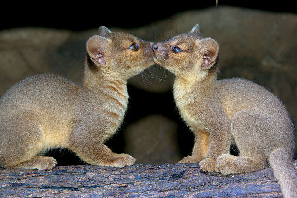 Two young fossa pups press their snouts together