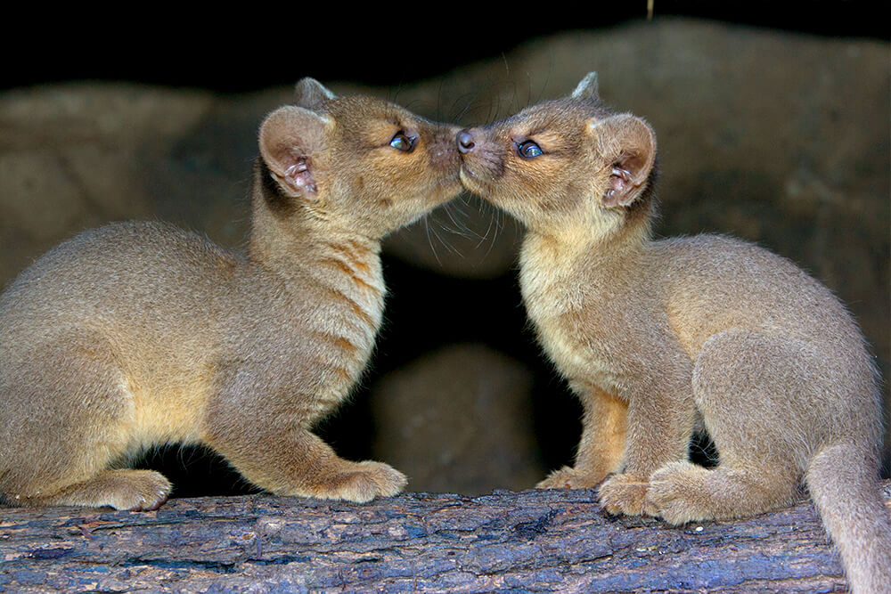 fossa tail