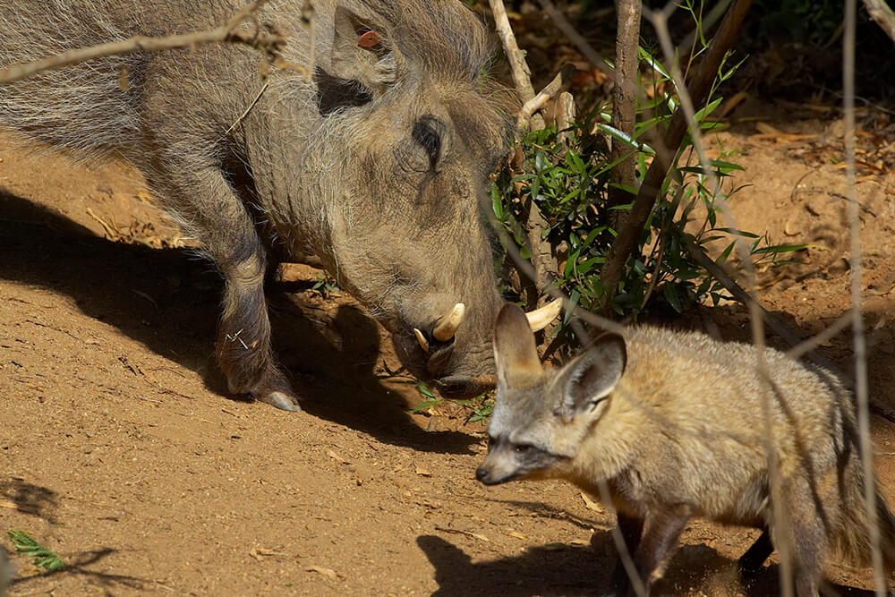 A warthog shares its enclosure with bat-eared foxes.