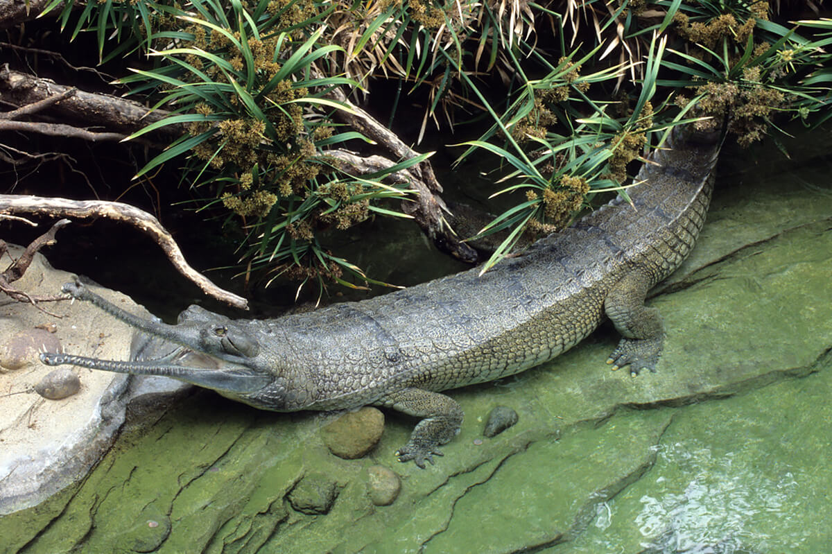 Indian gharial half-submerged in shallow water, with jaws open baring teeth.
