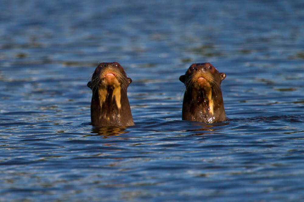 Two giant otters popping their heads out of the water