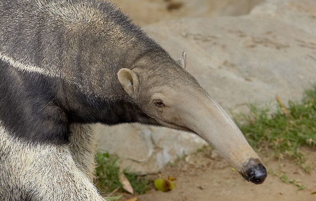 Giant Anteater San Diego Zoo Animals Plants