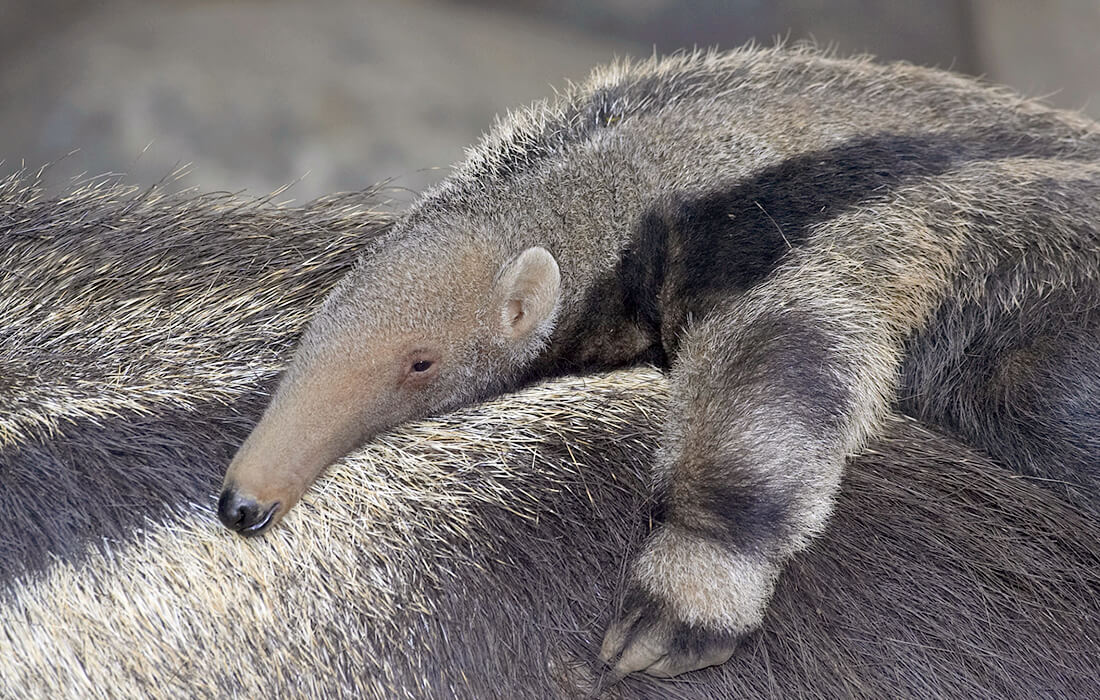 giant anteater eating ants