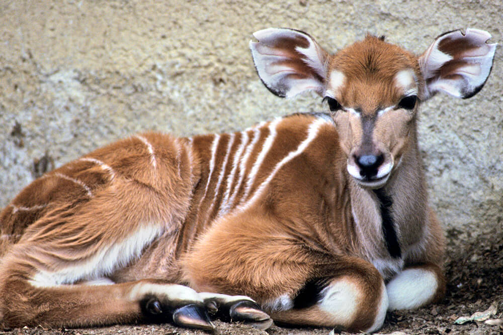 Giant eland calf laying down on dirt ground against rock.