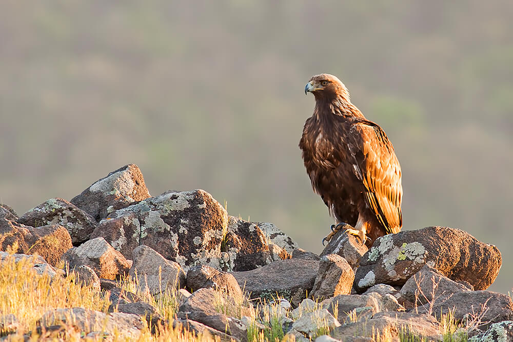 Golden eagle sitting on lichen covered rocks