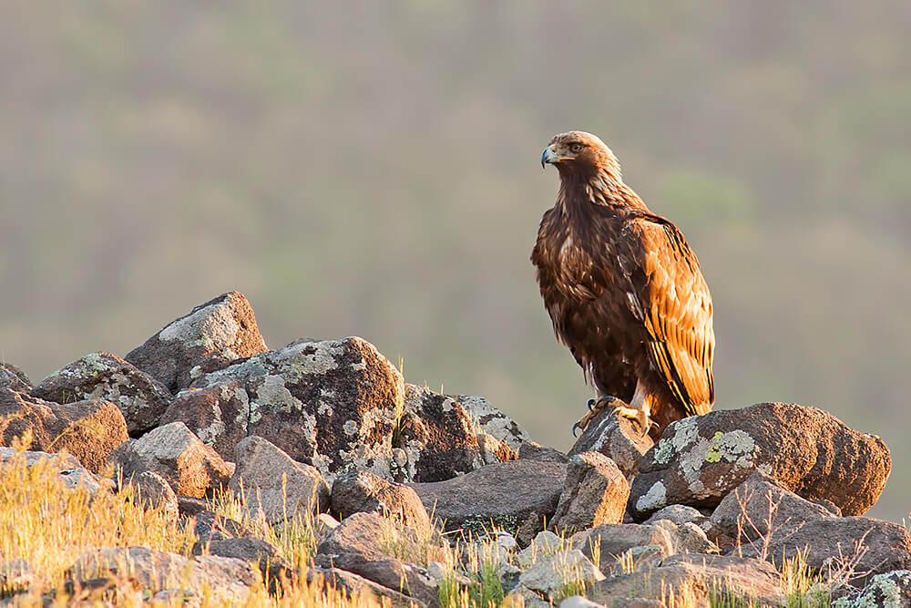 golden eagle bird size