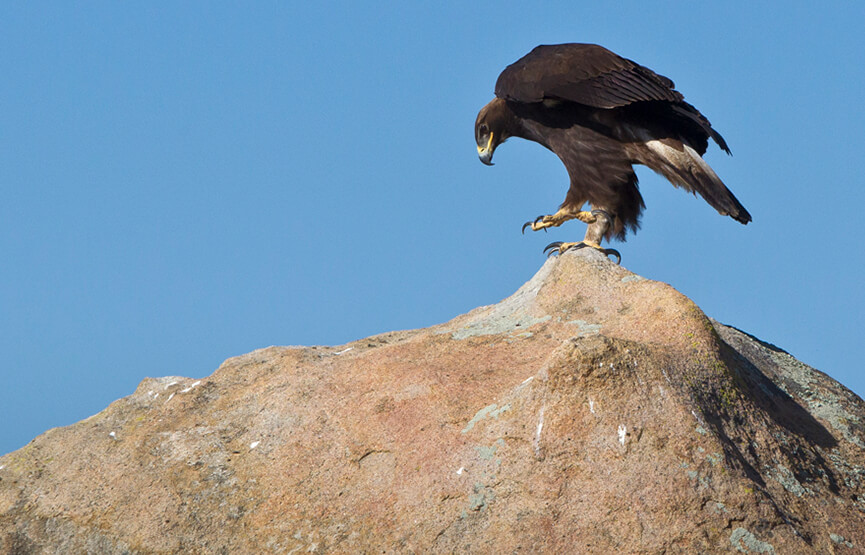 Tonka the golden eagle sits atop a large boulder against a blue sky