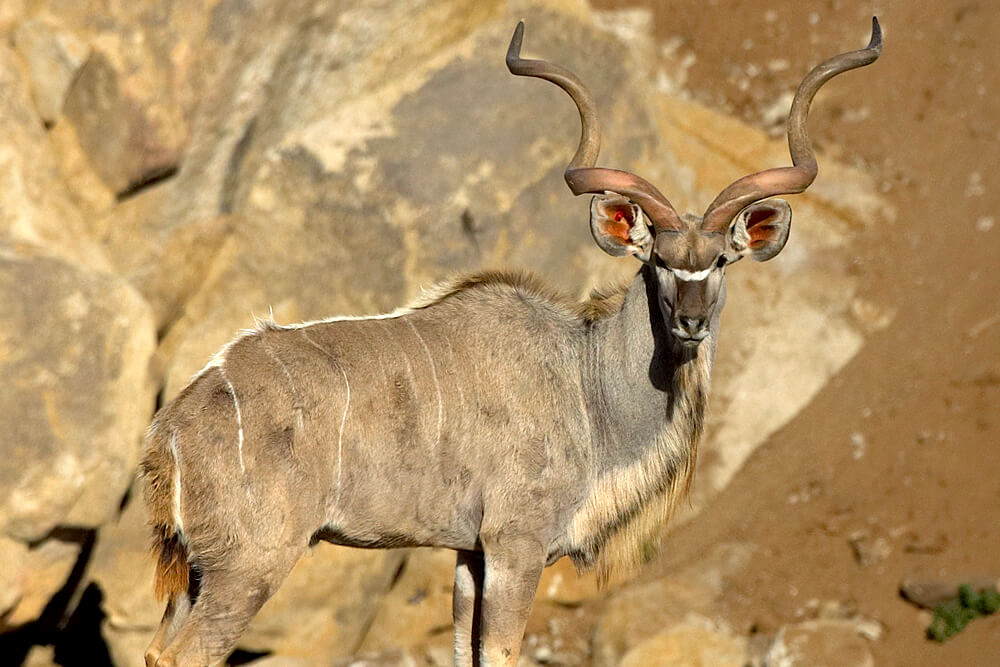 Greater kudu male displaying large, cork-screw horns