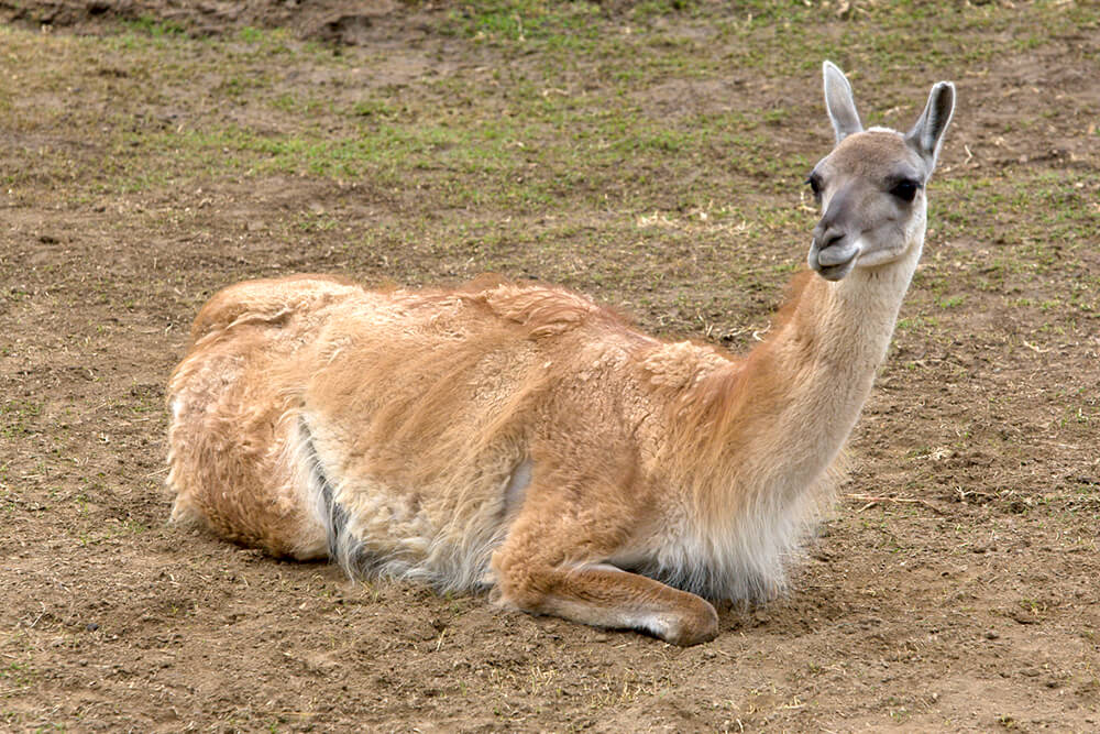 A guanaco kneels on a patch of dirt