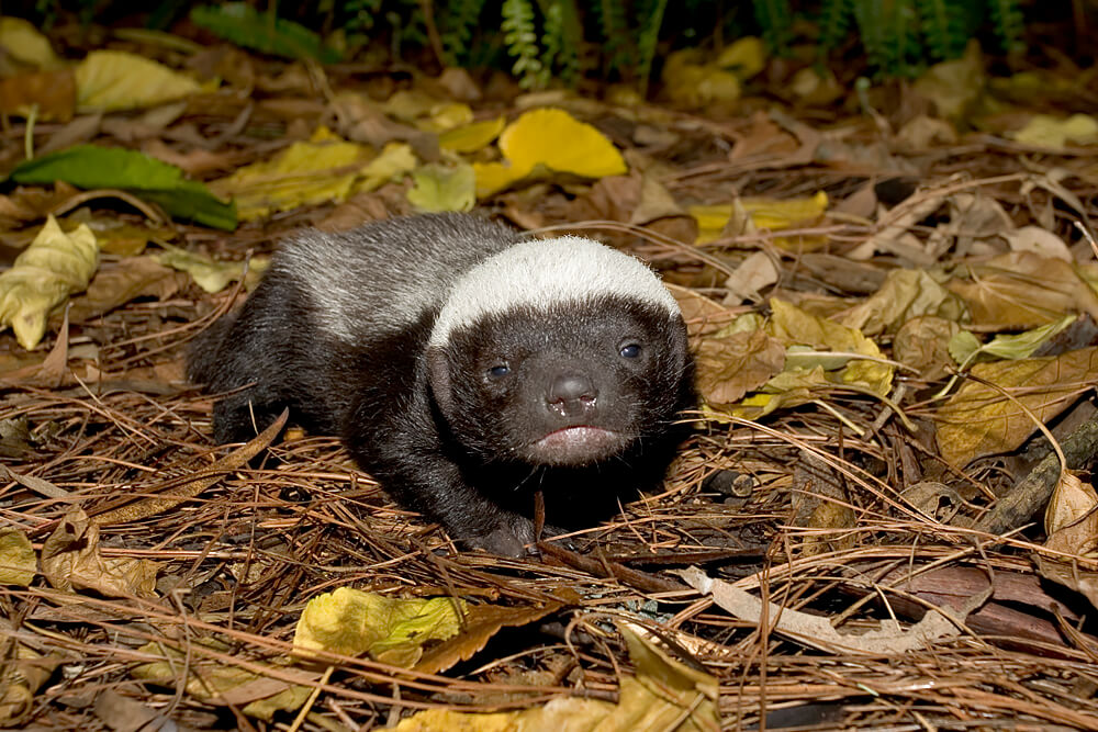 Pet Honey Badger