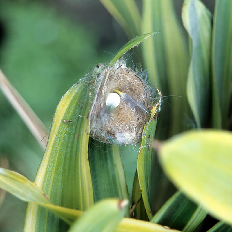 A single, tiny hummingbird egg sits in a nest.