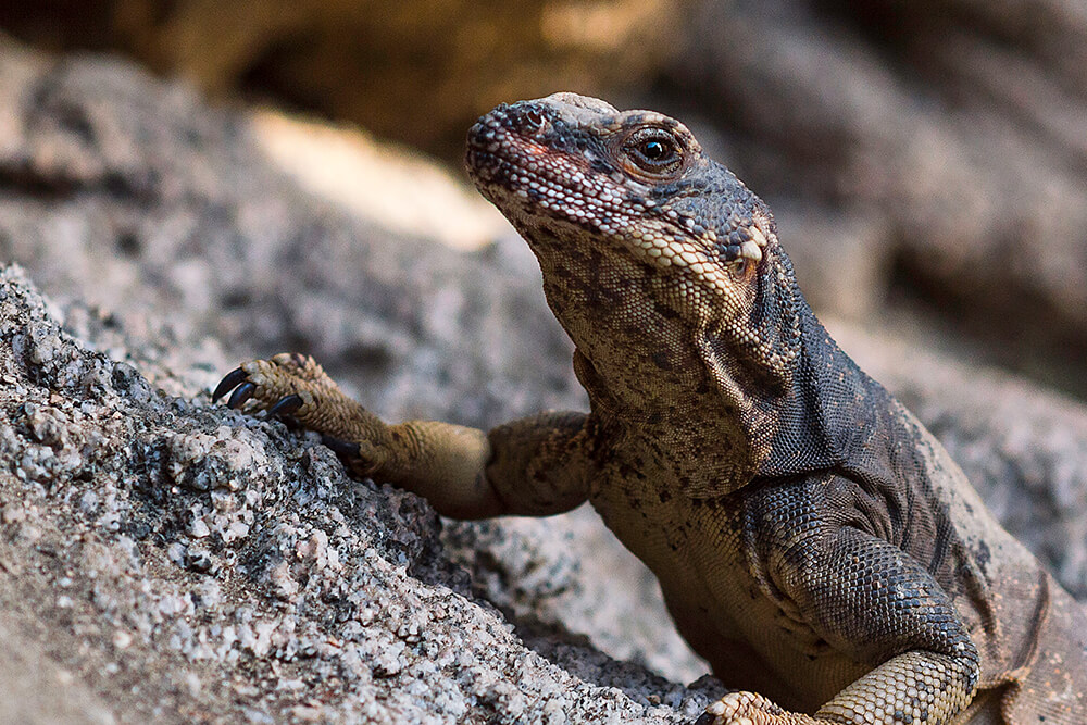 Chuckwalla iguana