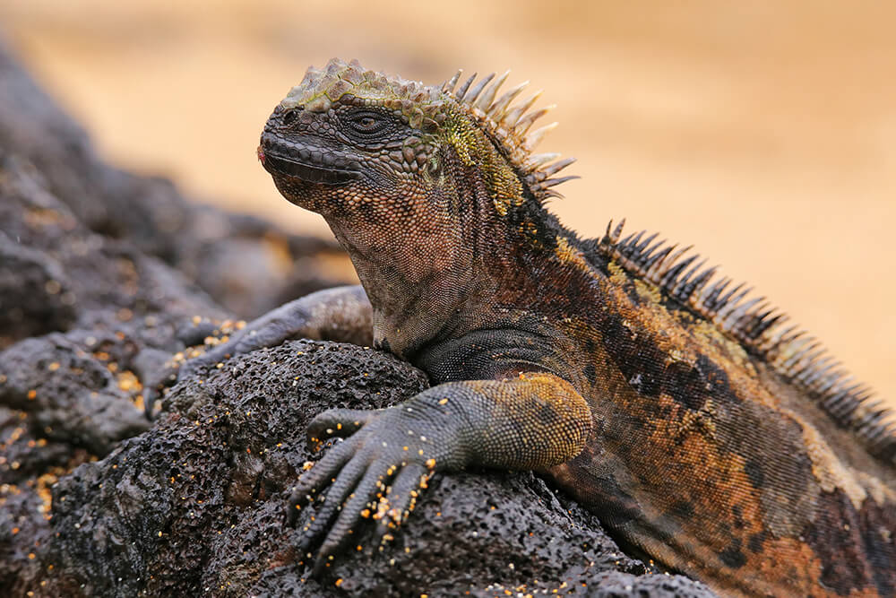 Galapagos marine iguana