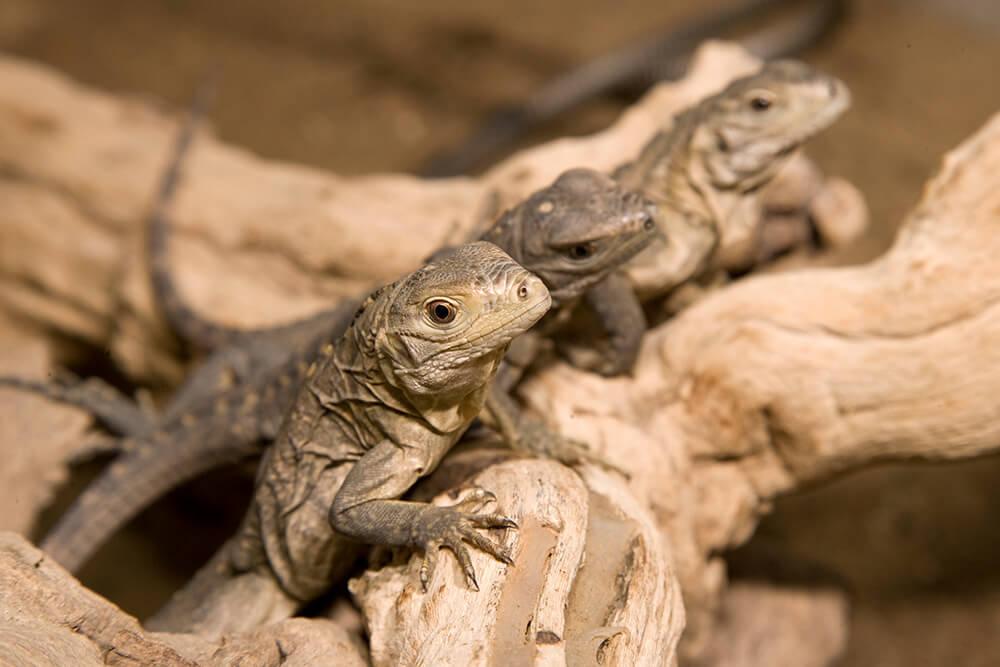 Three endangered Grand Cayman blue iguana hatchlings