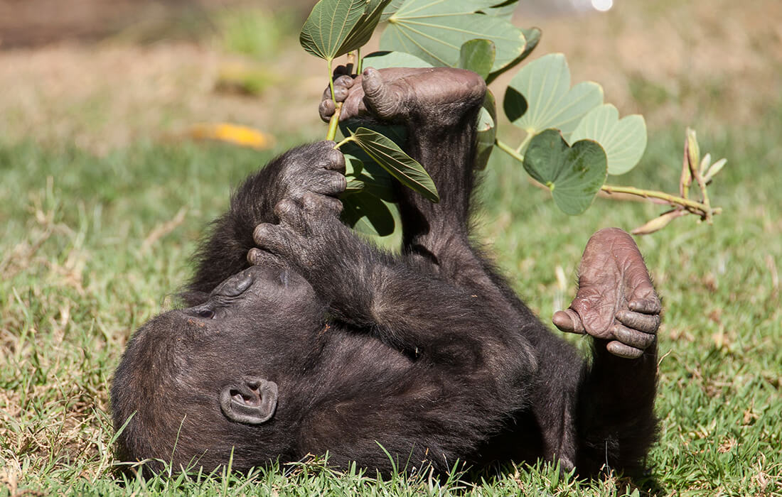 Baby gorilla uses its hands and left foot to grasp a small branch with leaves