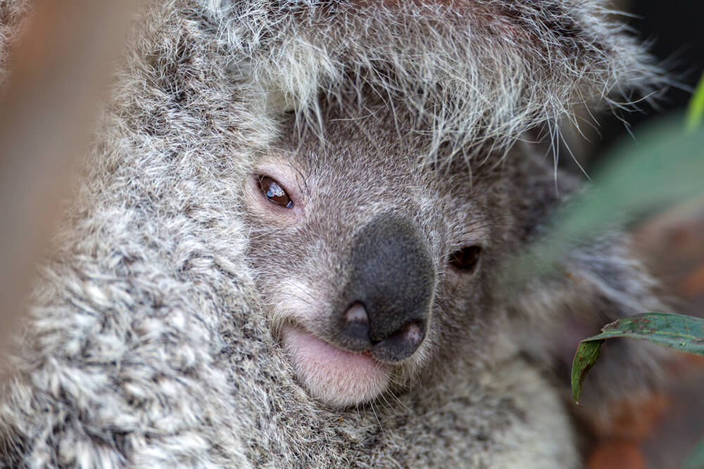 A baby koala peeks out of its mother's pouch