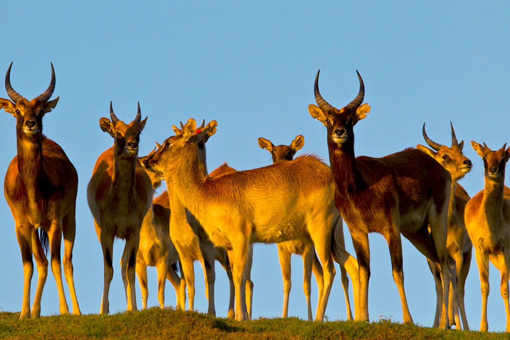 Nile lechwe bathed in sunset light