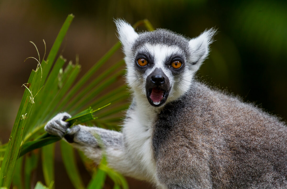 Ring-tailed lemur eating leaves