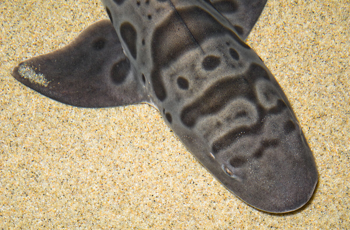 Leopard shark on the bottom of a sandy sea floor