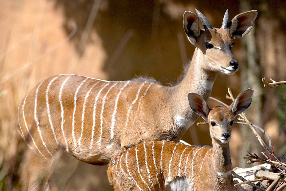 Lesser kudu female and calf.