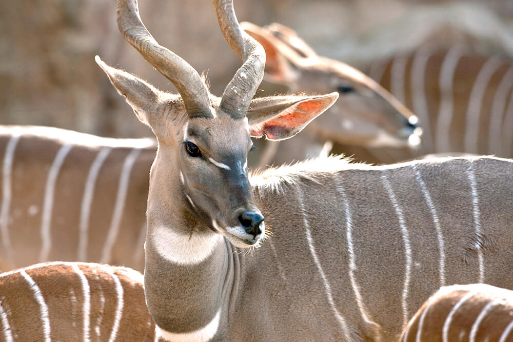 african mammals with horns