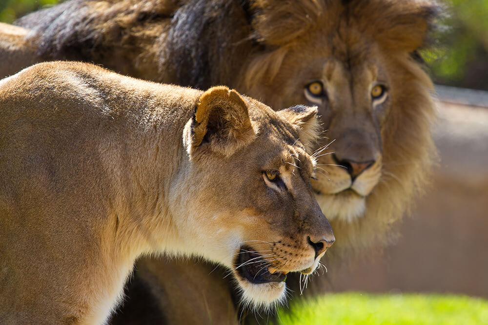 A lioness stands in foreground in profile, a male lion behind her.