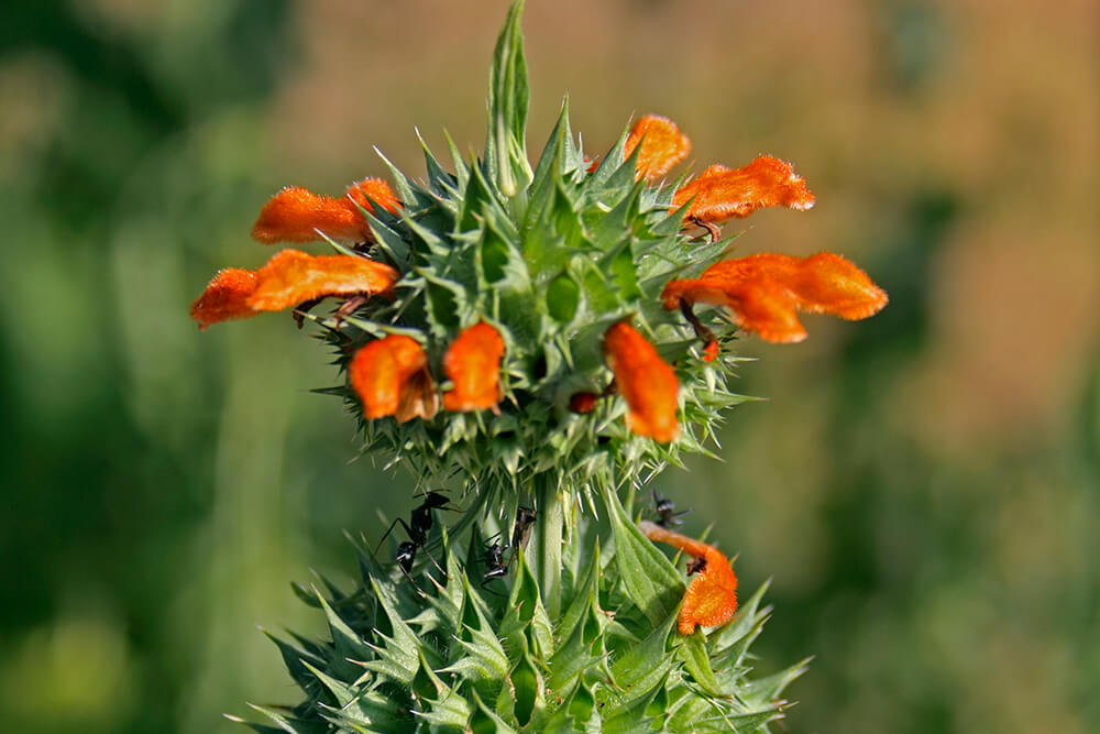 Lion's tail flower pods with small black ants crawling on them.