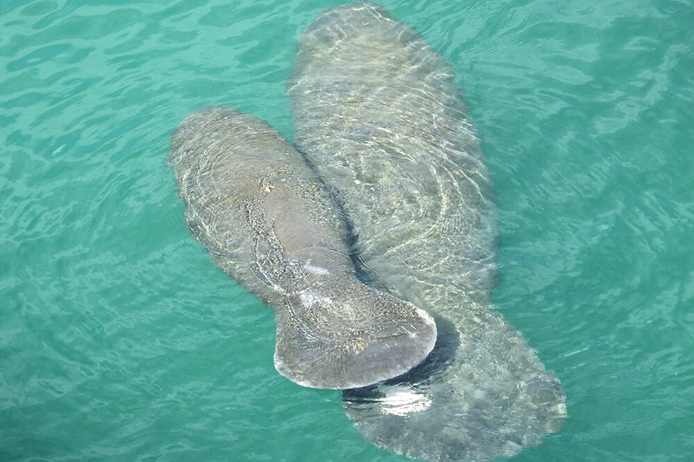 A manatee mother and her calf swim close together.