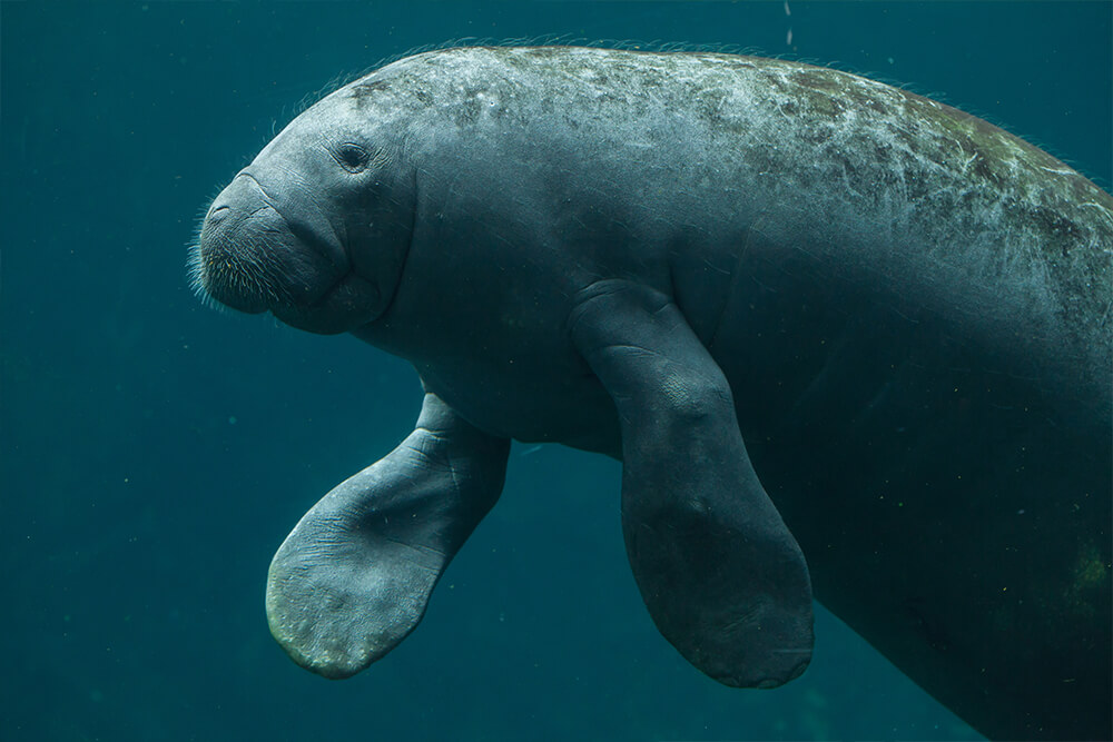 Images Of A Manatee - Helge Brigida