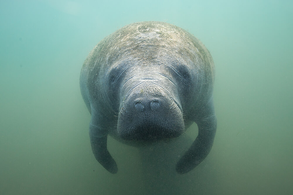 Closeup of a manatee's face and muzzle