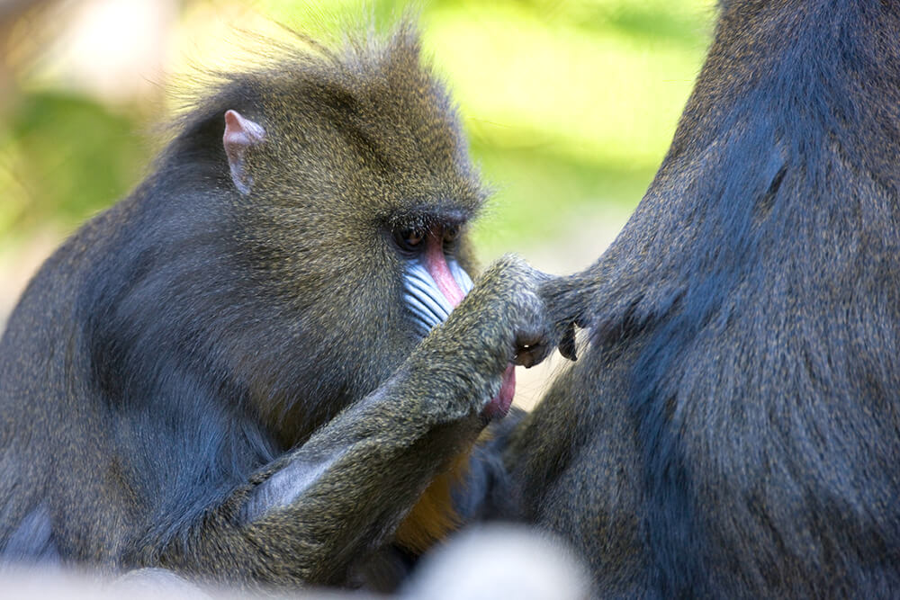 Mandrill grooming the back of another.