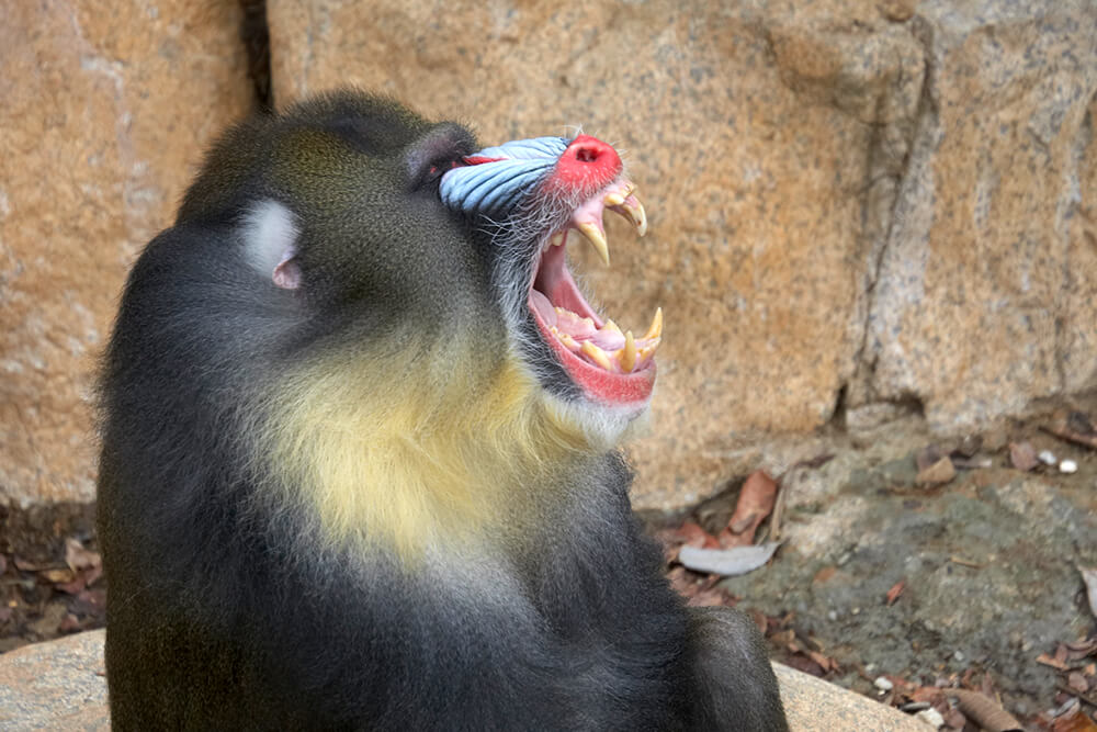 A male mandrill bares its teeth