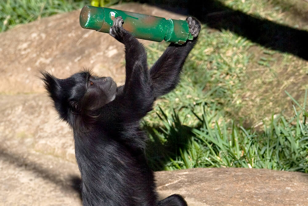 A northern black-crested mangabey peers into a log green canister filled with snacks