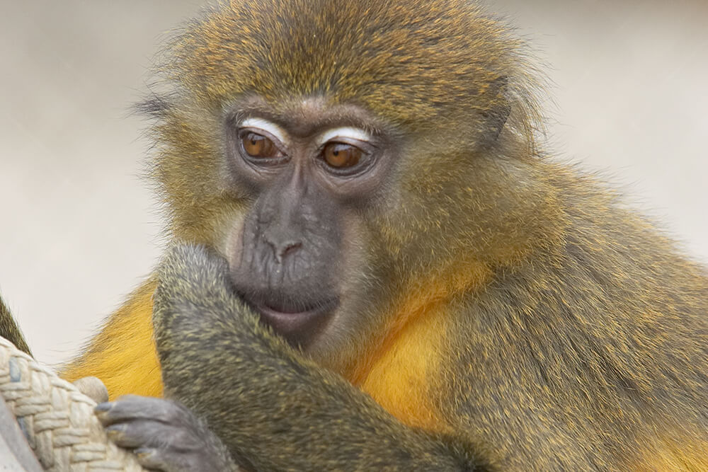 A close up of a golden-belied mangabey's face as it looks left