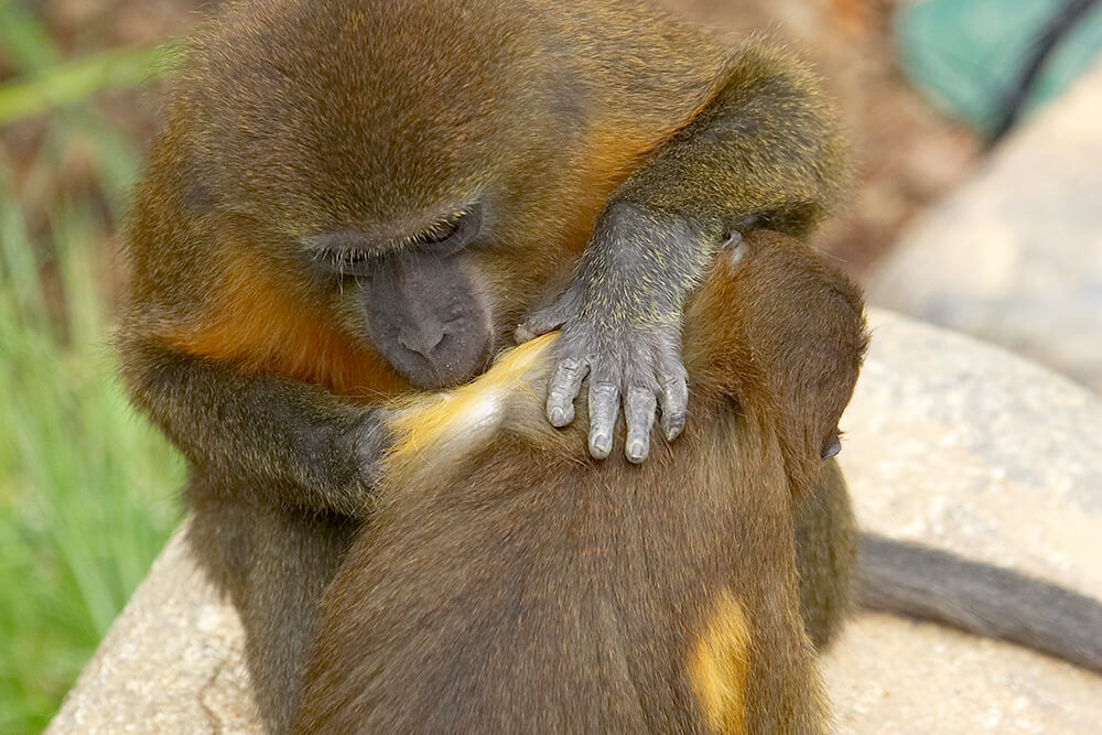 A golden-bellied mangabey grooms another's back