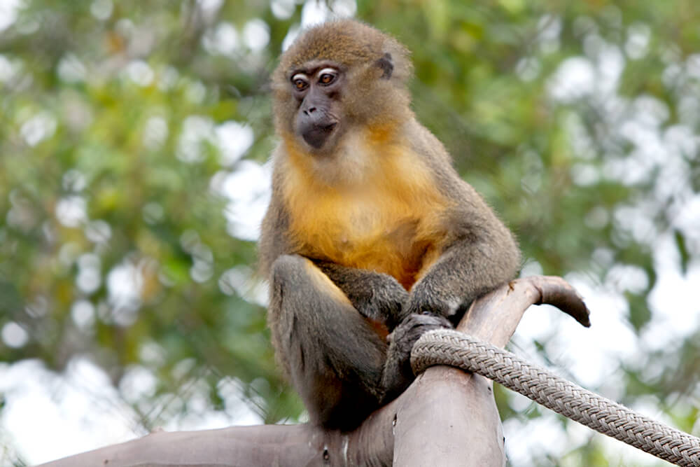 Golden-belied mangabey sits on a tree branch.