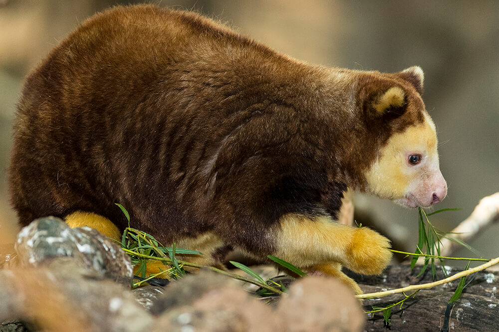 Canguro arbóreo de Matschie's tree kangaroo