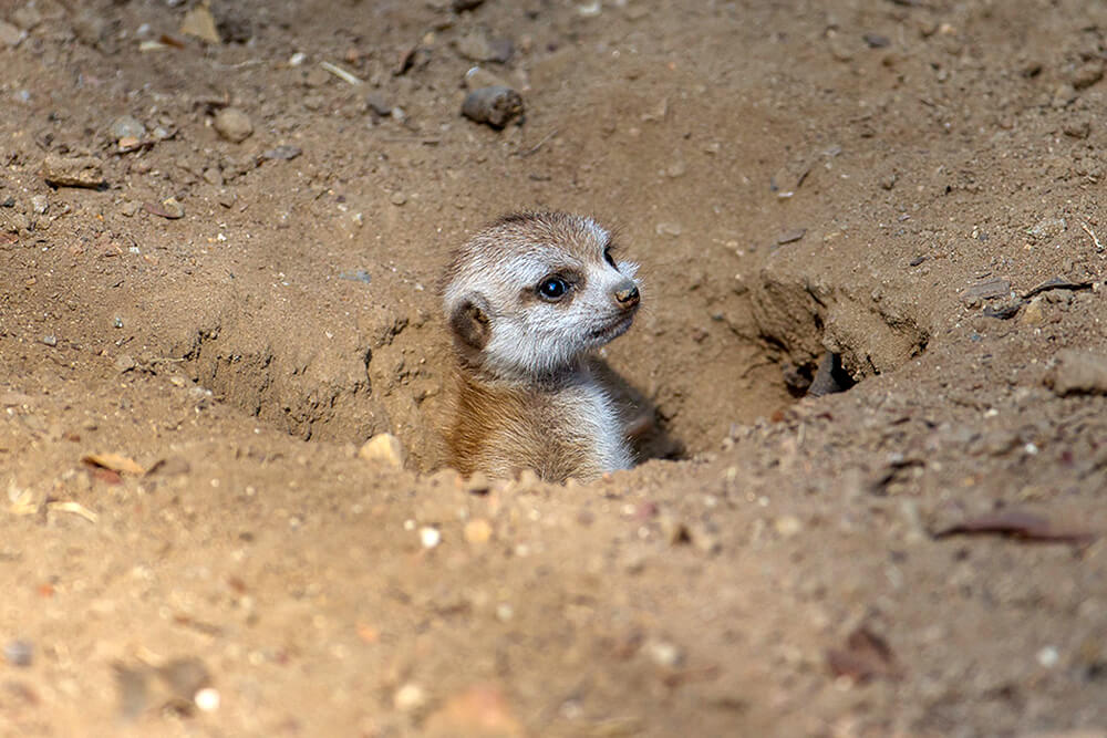 Meerkats Habitat