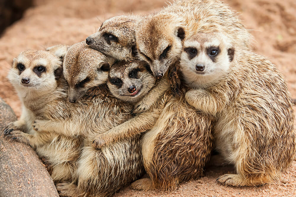 Meerkat San Diego Zoo Animals Plants