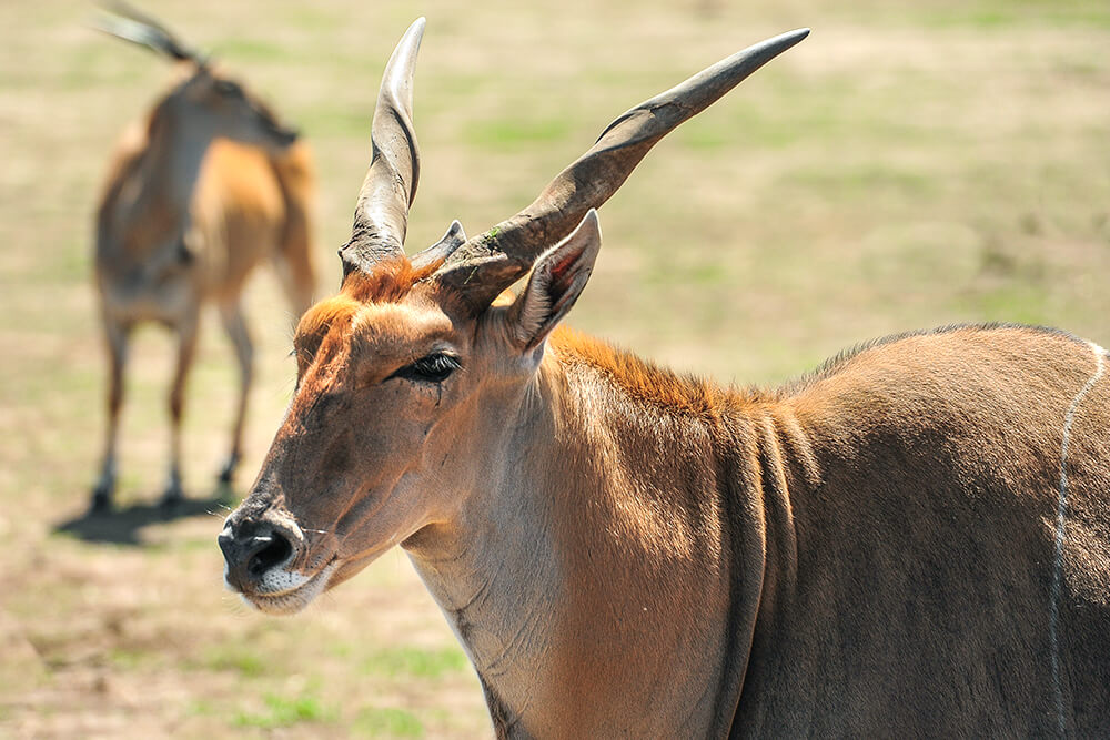 antelopes of africa list