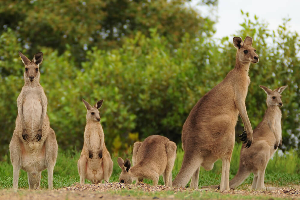 Mob of Western grey kangaroos.