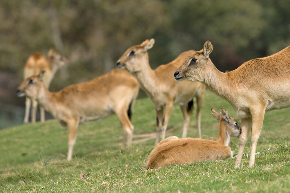 A group of Nile lechwe females