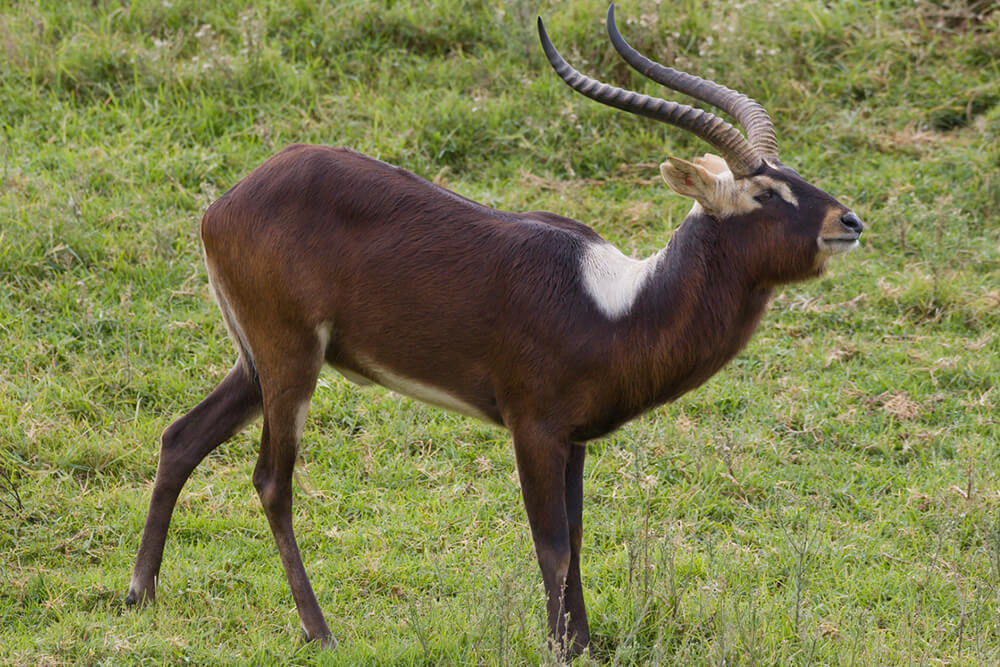 Male Nile lechwe