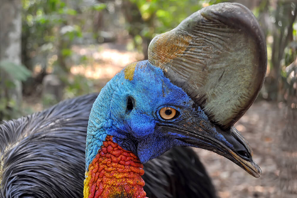 Northern cassowary