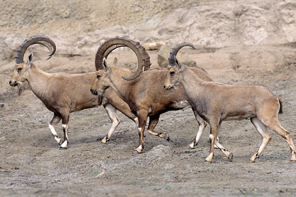 ibex nubian animals horns zoo group they females males sexes inches grow both larger much than sandiegozoo diego san