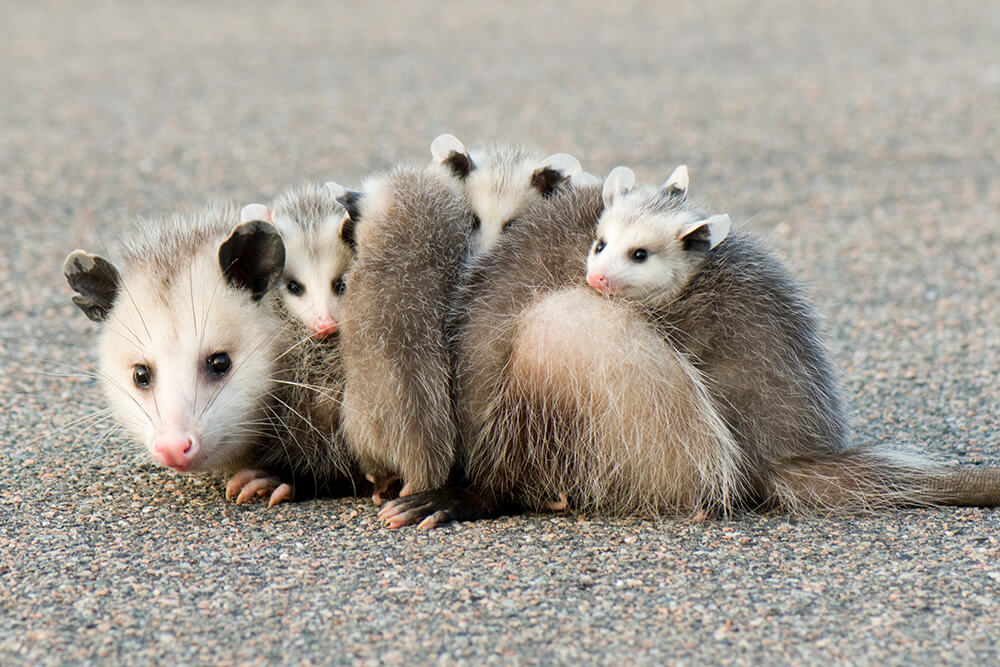 Marsupial | San Diego Zoo Animals & Plants