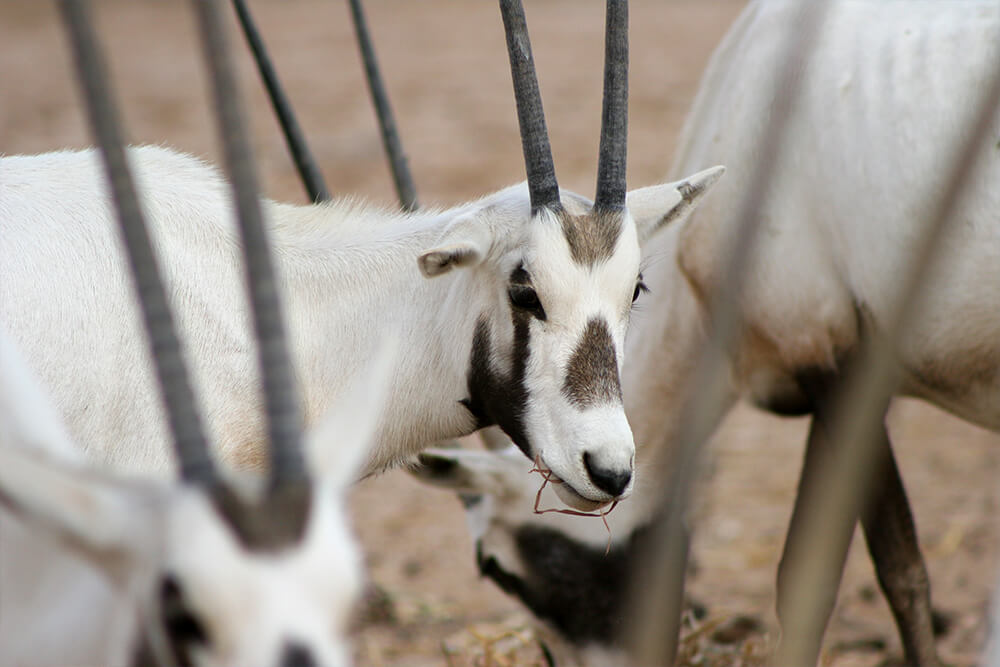 Arabian oryx eating grass