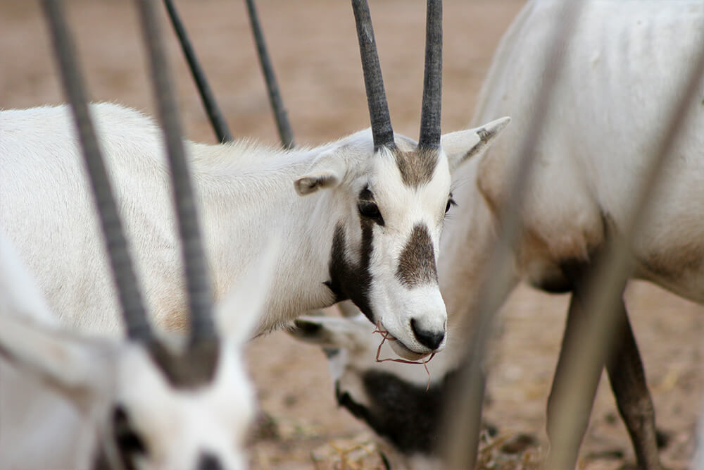 Arabische oryx eet gras