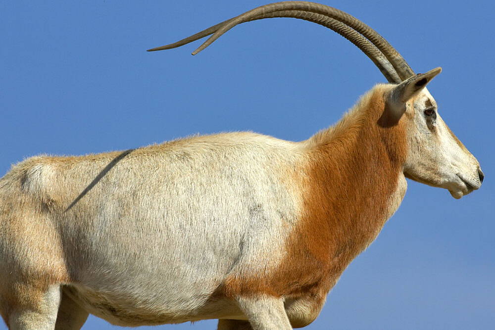 Profil de l'oryx à cimier